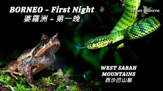 Malcolms Pitviper 神山青竹絲 amp Kinabalu Horned Frog 角蛙 [upl. by Moshell145]