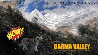 THE HIMALAYAN HUSKY goes to Darma Valley  THE TRAILOR  SIBERIAN HUSKY IN INDIA [upl. by Nnyloj]