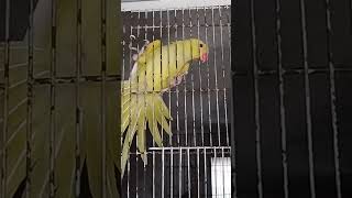 yellowparrot yellowringneck birds viralvideo youtubeshorts shorts [upl. by Neellok]