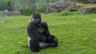 Ambam The Western Lowland Gorilla Cleaning his feet  Port Lympne Wild Animal Park  2010 Gorilla [upl. by Aip]