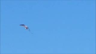 RPRZ T forficatus ScissorTailed Flycatcher aka Texas Bird of Paradise [upl. by Heidie465]