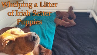 Whelping a Litter of Irish Setter Puppies [upl. by Oicapot726]