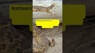 Rattlesnake Secrets 🐍 Nature’s Builtin Warning System nature snake wildlife shortvideo [upl. by Asela23]