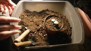 how to transplant asarina flower seedlings how to transplant climbing snapdragon seedlings how to [upl. by Leonard]