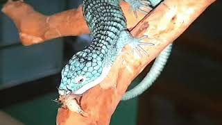 Mexican Alligator Lizards Abronia graminea Hand feeding [upl. by Hesper666]