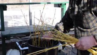 Growing Yellow Twig Dogwood Shrubs From Cuttings [upl. by Enaile87]