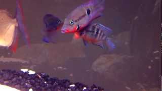 Firemouth Cichlid Fight [upl. by Noirb]