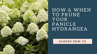 How amp When to Prune Your Panicle Hydrangea [upl. by Kcirdahs100]