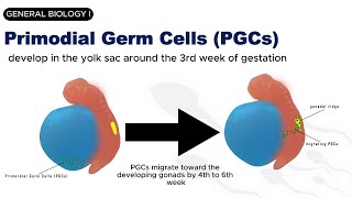 GENERAL BIOLOGY I  GAMETOGENESIS  SPERMATOGENESIS [upl. by Asihtal471]