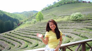 보성녹차밭 Boseong Green Tea Plantation [upl. by Imoin]