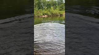 Some river retrieval training hunting dog [upl. by Weinreb]