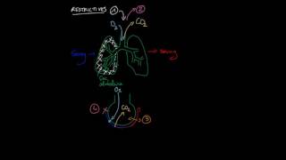 Les différents types de pathologies pulmonaires [upl. by Paugh675]