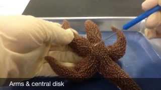 Echinoderm Dissection [upl. by Leimad]