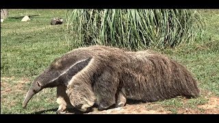 Le Tamanoir ou Fourmilier Géant du Zoo de Barben  Bouches du Rhône  France [upl. by Abrahamsen]