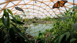 Kijkje in Amazonica het mooiste vlinderparadijs van Europa in Diergaarde Blijdorp Rotterdam [upl. by Ynaffital]