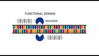 Genome editing with GeneArt® Precision TALs [upl. by Namrej]