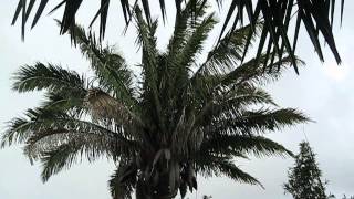 Attalea butyracea Palm at Fairchild Miami [upl. by Heins]