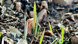 Digging More Swales amp Cultivating Native AZ Tallgrass From Seed For My Ground Cover permaculture [upl. by Sikram]