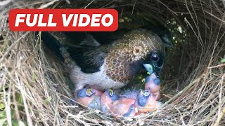 Parents Regurgitate Food for All 4 Chicks Full Video – Munia Birds Keep Babies Warm in Dirty Nest [upl. by Avenej]