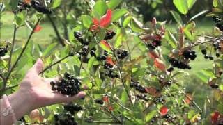 Aronia  A Hardy Superfruit  The Wisconsin Gardener [upl. by Aneram]