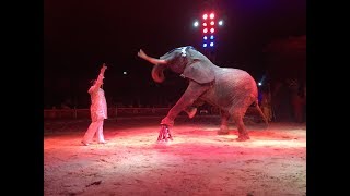 Il Circo Medrano a Firenze per le feste natalizie 2018 [upl. by Erusaert360]