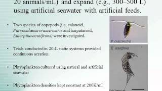 Alternative Methods for Marine Copepod Production in Hawaii Final Report [upl. by Anilah184]