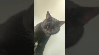 I accidentally killed a man 🤭🤭 cat funnyanimal catproblems funny funnycat fypage [upl. by Llerod]