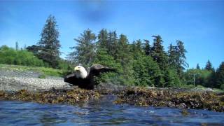 Snorkel Alaska Mt Point Snorkeling Adventure Ketchikan Alaska [upl. by Quinlan]