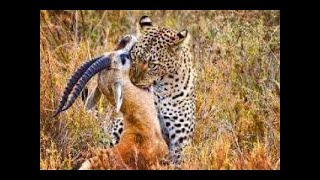 Grandes Documentales HD  🐘 África extrema Etosha El gran lugar blanco 🐘 [upl. by Carper]