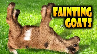 Top 40 Fainting Goats Very Funny Compilation 🐐😂 Goats Fainting Videos [upl. by Safko]