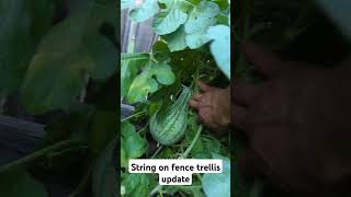 Fence Trellis update I need more support trellis gardening fail watermelon cantelope [upl. by Neeruan833]