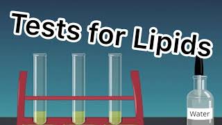 Qualitative Tests for Lipids [upl. by Erine]