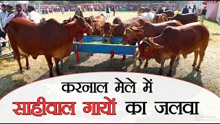 करनाल मेले में साहीवाल गायों का जलवा sahiwal cow  sahiwal cattle  NDRI [upl. by Atikram]