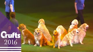 Southern Golden Retriever Display Team  Crufts 2016 [upl. by Dodi]