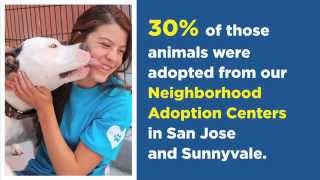 2013 Annual Report from the Humane Society Silicon Valley [upl. by Ring88]