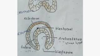 مراحل التطور الجنيني Gastrulation of Amphioxus [upl. by Sheryl]