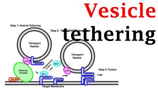 Vesicle tethering [upl. by Adnima807]