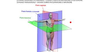 ANATOMIA  LEZIONE PRELIMINARE 1  PIANI DEL CORPO [upl. by Weinstein87]