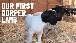 Dorper Sheep Lambing Day 1 OUR FIRST LAMB ON THE HOMESTEAD [upl. by Ahsena881]