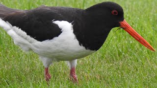 Oystercatcher Call Strandskade lyd Huîtrier pie chant Scholekster roept [upl. by Jamilla855]