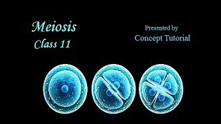 Meiosis  Cell Cycle amp Cell Division Part 3  Biology Class 11NEET [upl. by Melborn]