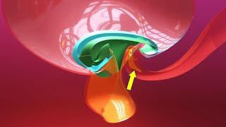 Allantois formation  Embryonic folding 3D overview  Animated Embryology  3rd Week [upl. by Leiahtan753]