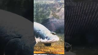 Arapaima fish attack arapaima underwater FishinghuntingSk [upl. by Beutler564]