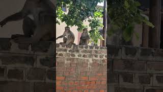 Akeley Akeley kha raha hytshortsindia funny comedy shortsvideo animals funnymonkey [upl. by Aduhey824]