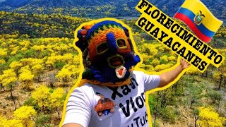 IMPRESIONANTE🤩 MANGAHURCO El último PUEBLO MAGICO del Ecuador🇪🇨 FLORECIMIENTO GUAYACANES😍🌻🇪🇨 [upl. by Seuqram]