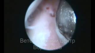 Elbow dysplasia in dogs Arthroscopy [upl. by Gavette]