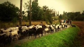 La route de la transhumance dans le Béarn  La quotTranshumance Attitudequot [upl. by Aihseuqram]