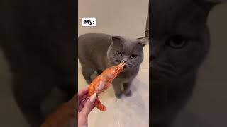 Normal Cats Vs My Cat  Shrimp Edition  Funny Tik Tok Video 😂🥰 [upl. by Nunnery]