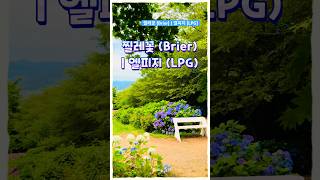 찔레꽃 Brier  엘피지 LPG [upl. by Neerahs]