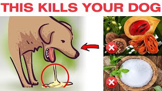 Human Foods That Can Be Fatal to Dogs [upl. by Seaver]